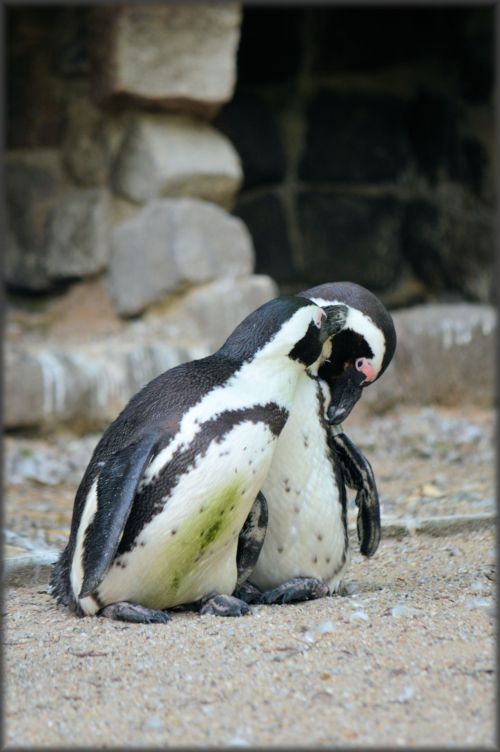 Blackfoot Penguin 19