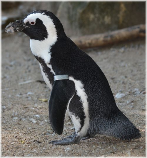 Blackfoot Penguin 25