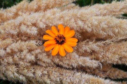 zwette orange garden