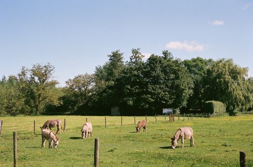 Animals On The Grass