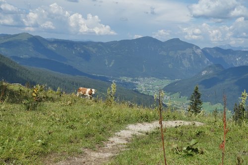 zwieselalm  mountains  austria