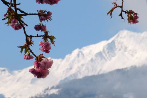 zwölferkogel high tauern ornamental cherry