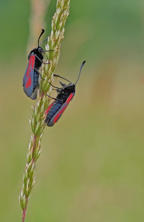 zygène of the filipendule  butterfly  macro