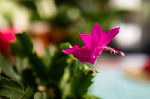 zygocactus  cactus  flower